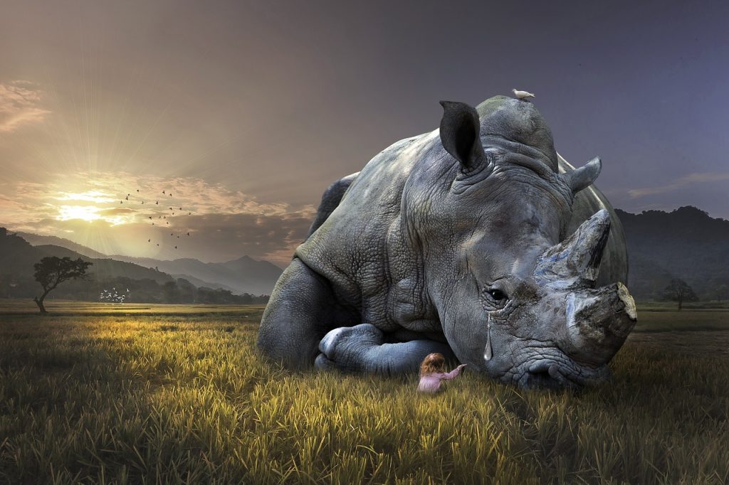 nature, mammal, animal