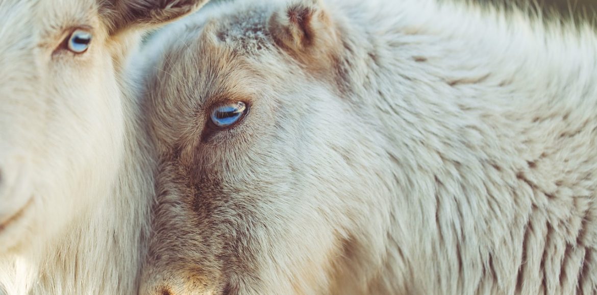 sheep, animals, couple