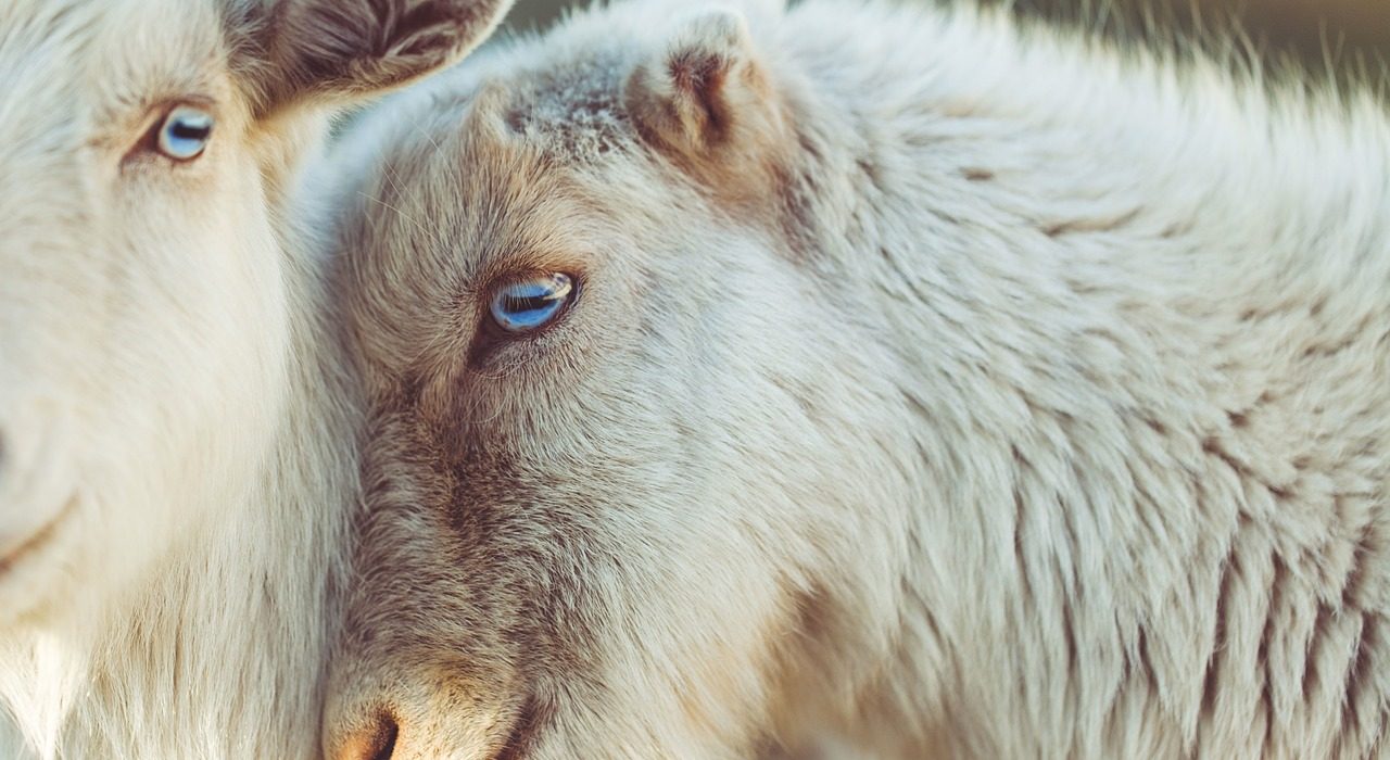 sheep, animals, couple