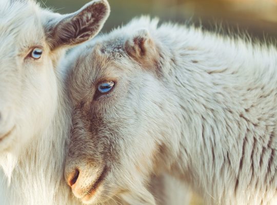 sheep, animals, couple